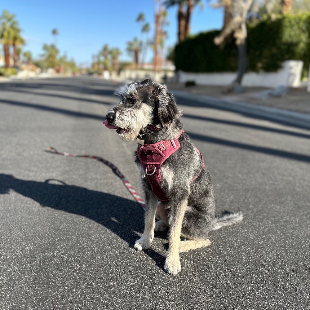 Meet your Posher, Meredith